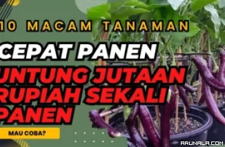 Cocok Untuk Ide Usaha di Desa, Ternyata Ini 10 Tanaman bisa Hasilkan Uang