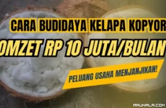 Ide Usaha Budidaya Kelapa Kopyor, Pria Ini Raup Omzet Rp 10 Juta/Bulan, Bagaimana Caranya?