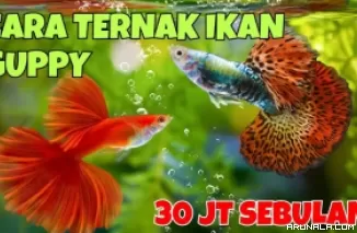 Pria Ini Raup Penghasilan Rp 30 Juta/Bulan dari Bisnis Ini! Kok Bisa?