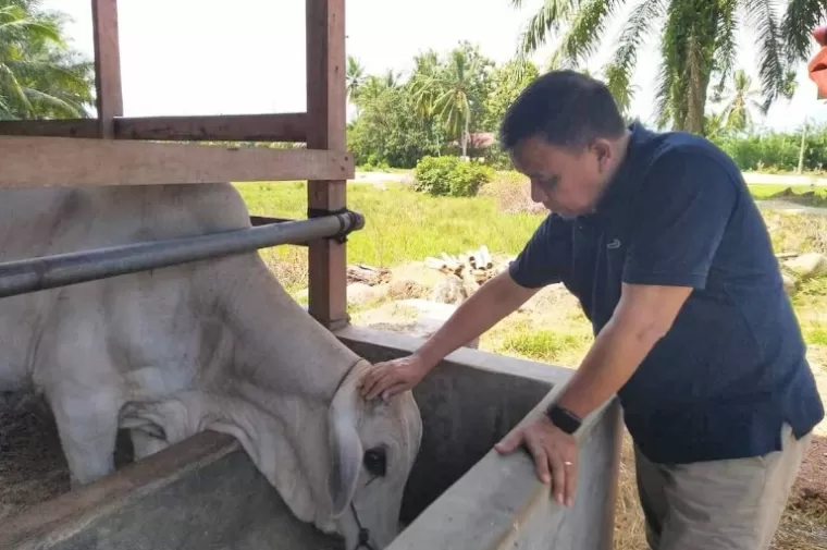Anggota DPD RI asal Sumbar, Muslim Y Yatim lihat sapi kurban yang akan disebar di beberapa daerah di Sumbar. (dok : istimewa)