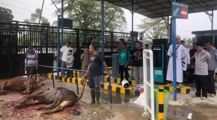 Direktur Utama RSUP M Djamil Dr dr Dovy Djanas SpOG KFM MARS FISQua menyaksikan penyembelihan sapi kurban, Senin (17/6/2024). IST