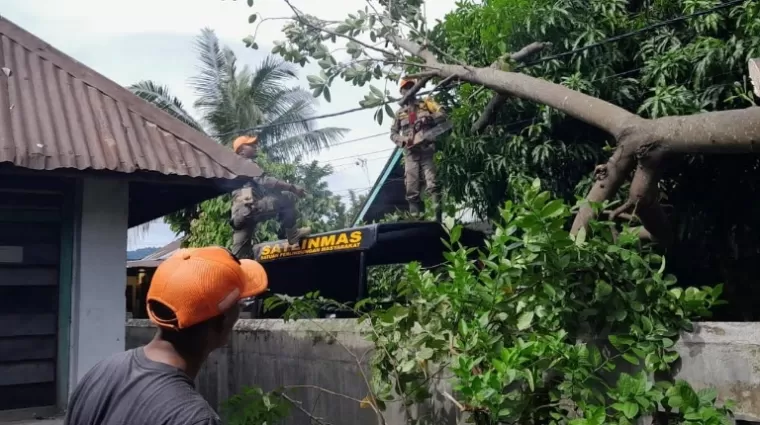 Petugas BPBD Kota Padang lakukan pembersihan material pohon tumbang di salah satu tempat, Sabtu (1/6/2024). (dok : istimewa)