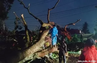 Hujan Deras Disertai Petir, Tujuh Pohon Tumbang di Padang