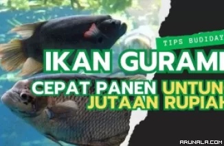 Pengusaha Merapat! Rahasia Sukses Budidaya Ikan Gurame: Cepat Panen, Untung Melimpah