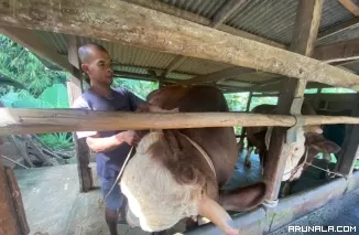 Peton, Sapi Kurban Jokowi Berbobot 1 Ton 52 Kg untuk Sumbar