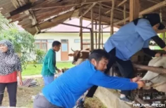 Tim Keswan Cek Kesehatan Sapi, Baru 1.550 Ekor Layak Kurban