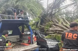 Satu Unit Mobil Rusak Ditimpa Timpa Pohon Sawit di Padang