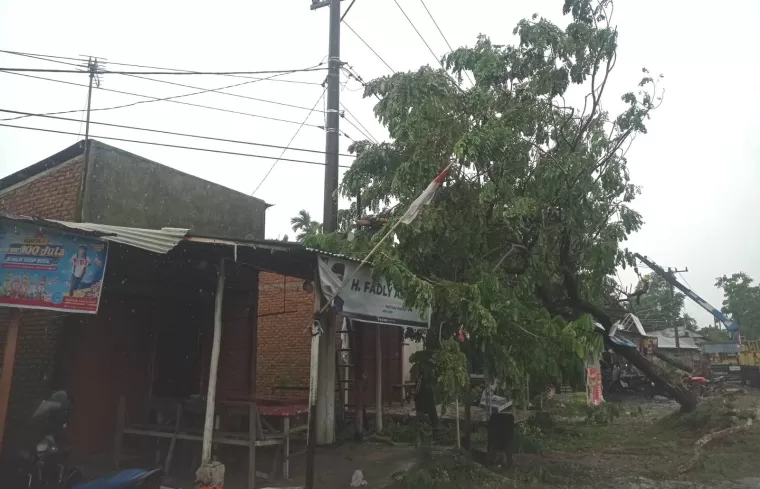 Salah satu pohon tumbang yang menimpa rumah warga, akibat hujan dan angin melanda Kota Padang, Selasa (17/9/2024). (dok : istimewa)