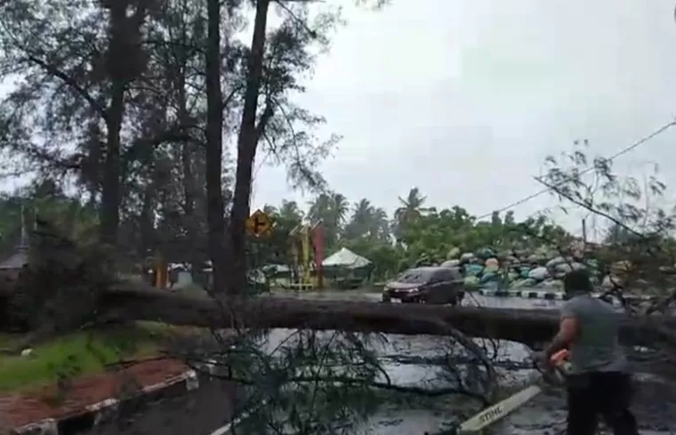 Petugas BPBD Kota Pariaman membersihkan jalan yang tertimpa pohon tumbang karena hujan dan angin kencang di kota itu Selasa (17/9/2024). (dok ; istimewa)