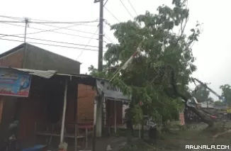 Hujan dan Angin di Kota Padang, Sebabkan Puluhan Pohon Tumbang