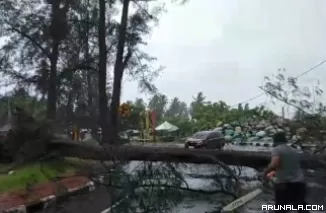 Hujan dan Angin di Pariaman, Sejumlah Pohon Bertumbangan