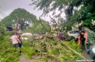 Dua Mobil Tertimpa Pohon Tumbang