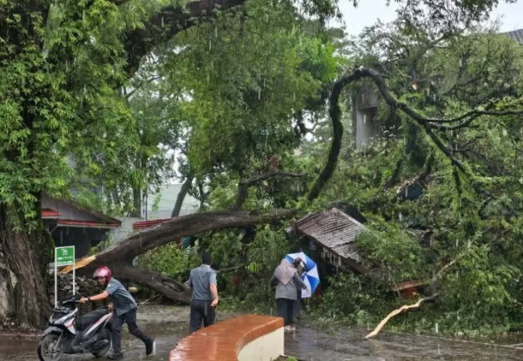 Pohon yang tumbang di parkiran PTUN Padang dan Meseum Adityawarman, Rabu (11/12/2024). IST