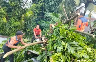 Pohon Kedondong Tumbang Timpa Rumah Warga di Daerah Pisang