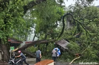 Pohon Tumbang Timpa Parkiran Gedung Meseum Adityawarman