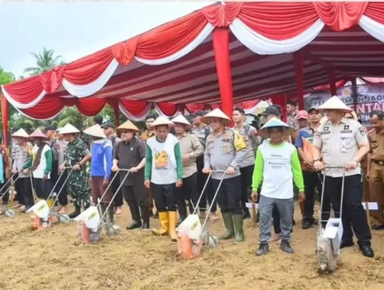 Ketua DPRD Sumbar, Muhidi saat hadir penanaman jagung di Kelurahan Padang Sarai, Kota Padang, Selasa kemarin (21/1/2025). IST