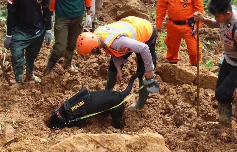 Anjing pelacak dari Tim K-9 Polda Jawa Tengah menggali tanah yang menimbun jasad balita yang jadi korban longsor Pekalongan, Kamis pagi (23/1/2025). IST