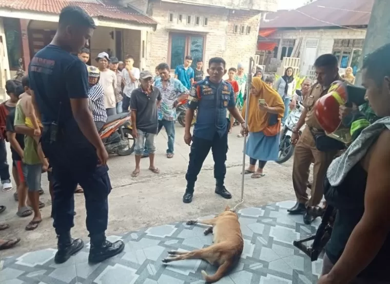 Petugas Damkar Kota Padang amankan bangkai anjing liar yang sempat gigit seorang anak di Balimbiang, Kuranji, Senin (10/2/2025). IST