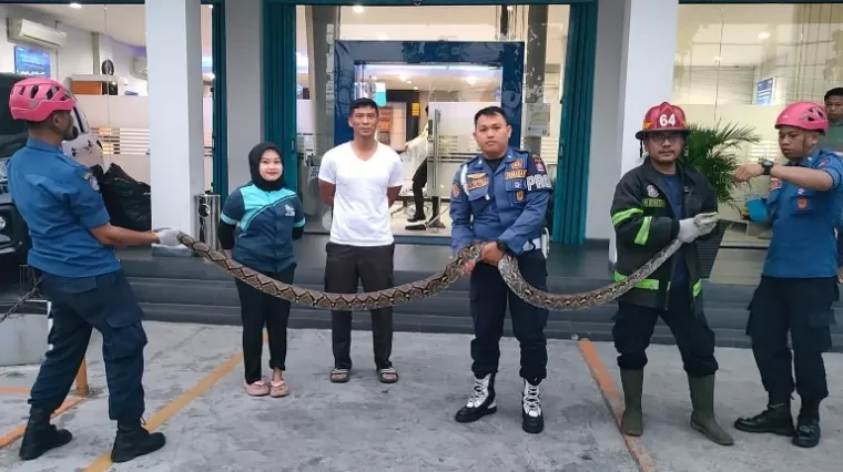 Petugas Damkar Padang tangkap ular piton panjang 3 meter yang masuk ke ruang tunggu BRI Khatib Sulaiman, Jumat pagi (14/2/2025). IST