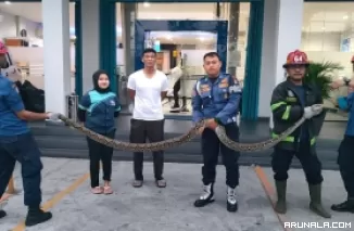 Piton Panjang 3 Meter Masuk ke Ruangan Tunggu BRI BO Khatib Sulaiman Padang