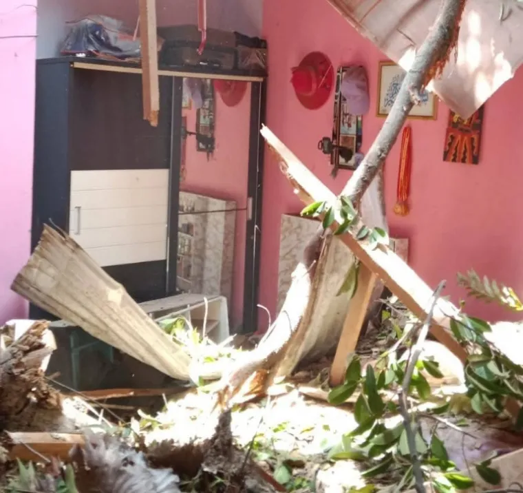 Salah satu dari tiga rumah warga alami rusak karena ditimpa pohon Pulai berusia tua di Kelurahan Koto Lalang, Luki, Senin (24/3/2025). IST