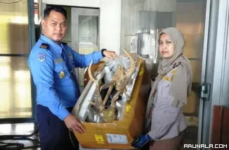 Karantina Sumbar Sita Tengkorak dan Tanduk Rusa di BIM