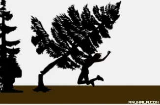 Pohon Trambesi Tumbang di Koto Pulai Padang, Dahannya Timpa Dua Warga