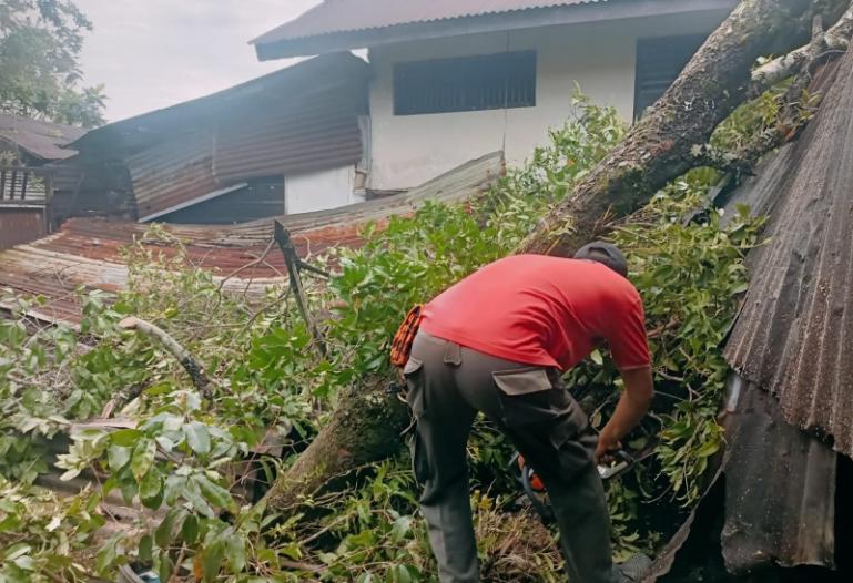 Salah satu kejadian pohon tumbang yang menimpa salah satu rumah warga akibat cuaca ekstrem yang melanda Kota Padang dalam dua hari belakangan. IST