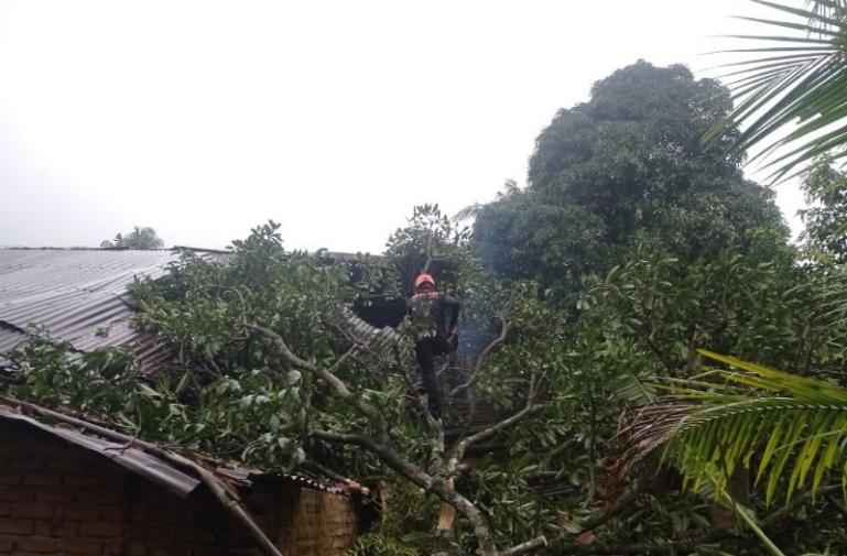 Terlihat petugas BPBD Padang membersihkan ranting dan dahan pohon yang menimpa salah satu rumah warga di Padang pada Sabtu sore (10/5/2025). IST