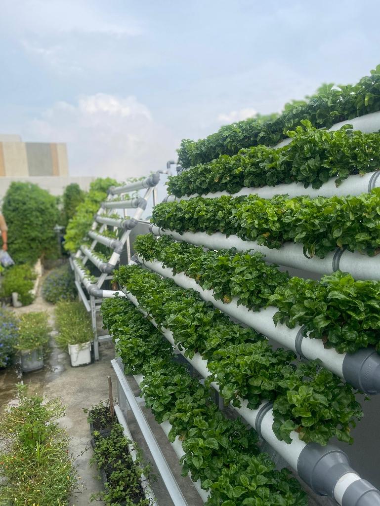 Kebun hidroponik menjadi pusat budidaya lebih dari 30 jenis sayuran organik di Hotel Santika Premiere Padang. IST