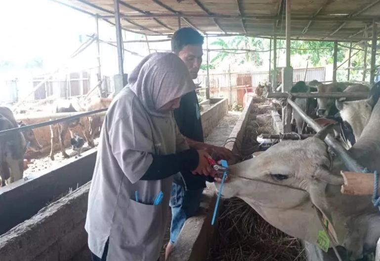 Tim dokter dari UPTD Kesehatan Hewan Dinas Pertanian Kota Padang lakukan pemeriksaan kesehatan hewan kurban agar aman dikonsumsi pasca penyembelihan saat Idul Adha nanti. IST