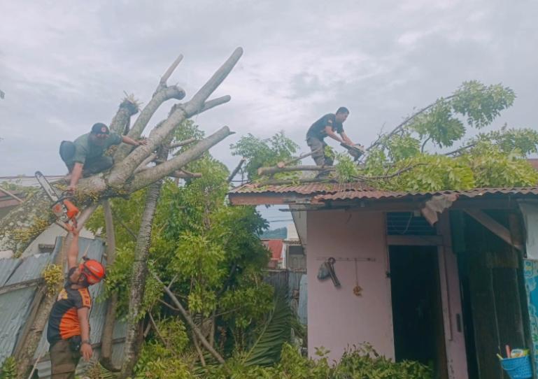 Anggota Tim TRC BPBD Padang memotong dahan pohon yang menimpa rumah warga pasca terjadi hujan lebat disertai angin kencang di salah satu kecamatan di Kota Padang, Selasa sore (10/6/2025). IST