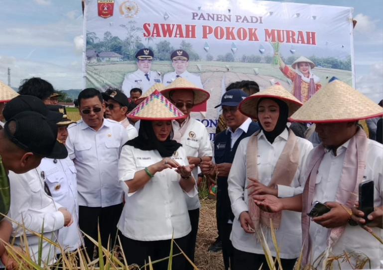 Wagub Sumbar, Vasko Ruseimy dampingi Ketua Komisi IV DPR RI, Siti Hediyati Haryadi panen raya padi metode Sawah Pokok Murah, di Agam Sabtu (21/6/2025) kemarin. IST