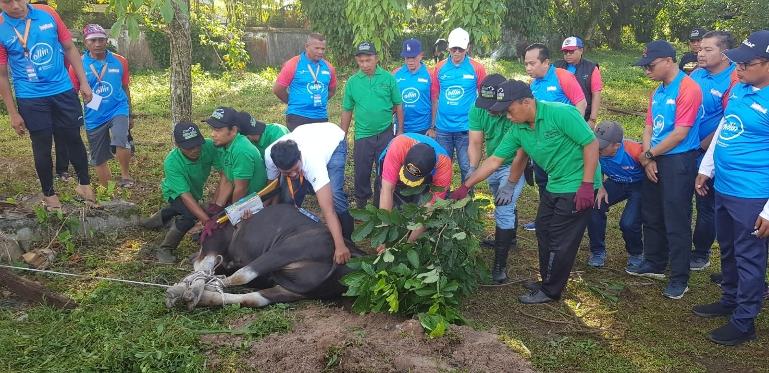 Gubernur Sumbar Mahyeldi Ansharullah menyembelih satu ekor sapi saat Bank Nagari Berkurban di Kantor Pusat Bank Nagari Pegambiran, Minggu (8/6/2025). IST