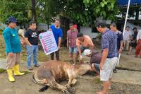 Idul Adha 1446 H, RSUP Dr. M. Djamil Sembelih 9 Ekor Sapi