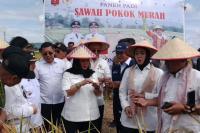 Inovasi Sawah Pokok Murah di Sumbar Didorong Jadi Program Nasional