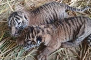 Rizki dan Lestari, Penghuni Baru TMSBK Kota Bukittinggi