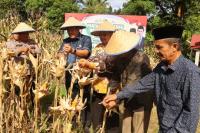 Wako Yota Balad Hadiri Panen Raya Jagung Serentak Kuartal II Polres Pariaman