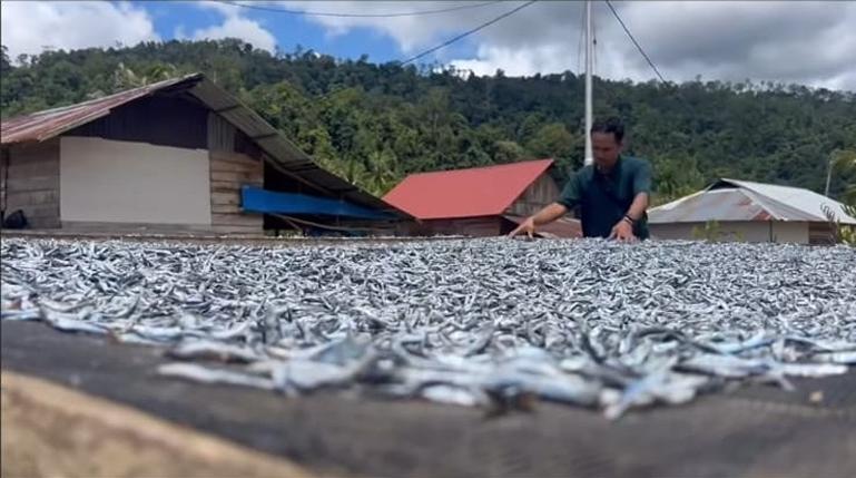 Proses penjemuran ikan teri mandeh. IST