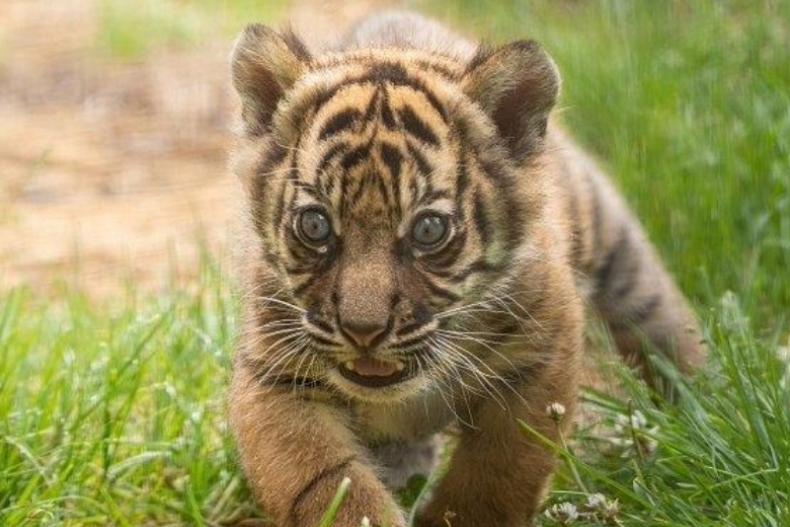 Foto anak Harimau Sumatera (Panthera tigris sumatrae). IST
