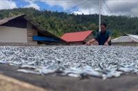 Ikan Teri Mandeh Makin Diminati, Pasokan Terbatas