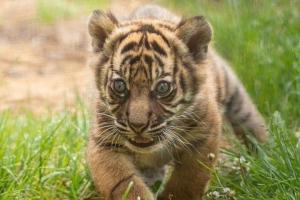 Anak Harimau Sumatera Dilaporkan Mati di TMSBK, BKSDA: Lemah Sejak Lahir