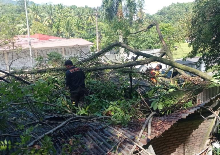 TRC BPBD Padang membersihkan material pohon tumbang di salah satu rumah warga yang tertimpa, Sabtu (2/8/2025). IST