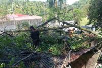 Lima Titik Pohon Tumbang di Padang, Rumah dan Cafe Rusak Tertimpa