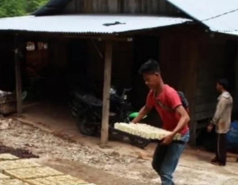 Komoditi Gambir yang diolah masyarakat petani menggunakan cara tradisional di Sumbar. IST