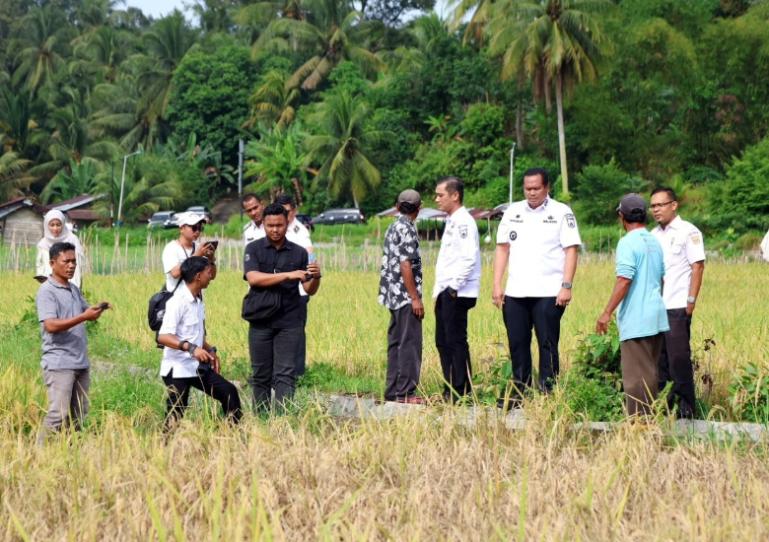 Wako dan Wawako Pariaman, Yota Balad -Mulyadi melihat sawah masyarakat yang terserang hama wereng di Desa Tungkal Selatan dan Desa Sikapak Barat, Rabu (10/9/2025). IST
