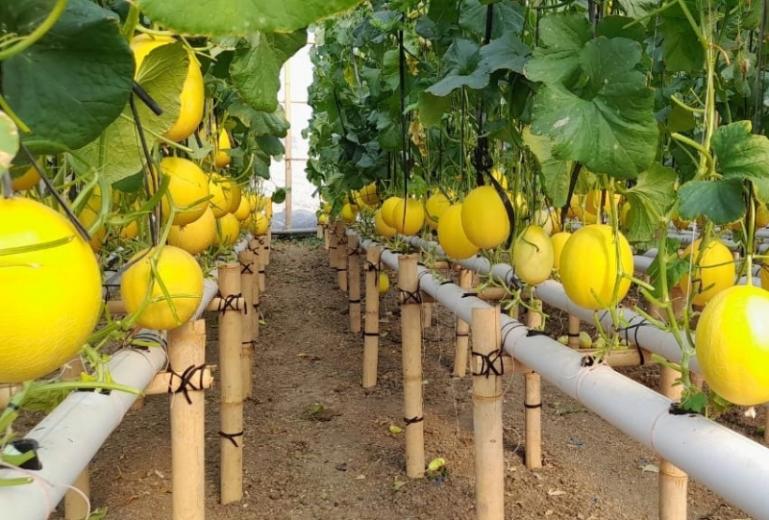 Kebun Melon Golden Premium Hidroponik yang dibudidayakan tanpa tanah. IST