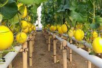 Budidaya Melon Golden Premium Tanpa Tanah, Keltan Muda Padang Panen 1,ooo Biji