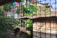 Tiga Rumah Rusak Tertimpa Pohon di Padang, Kerugian Ditaksir Rp300 Juta