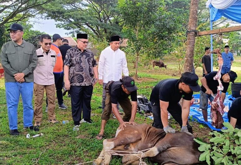 Ketua DPRD Sumbar, Muhidi saksikan penyembelihan hewan kurban dari Bank Nagari di salah satu lokasi di Padang, kemarin. IST